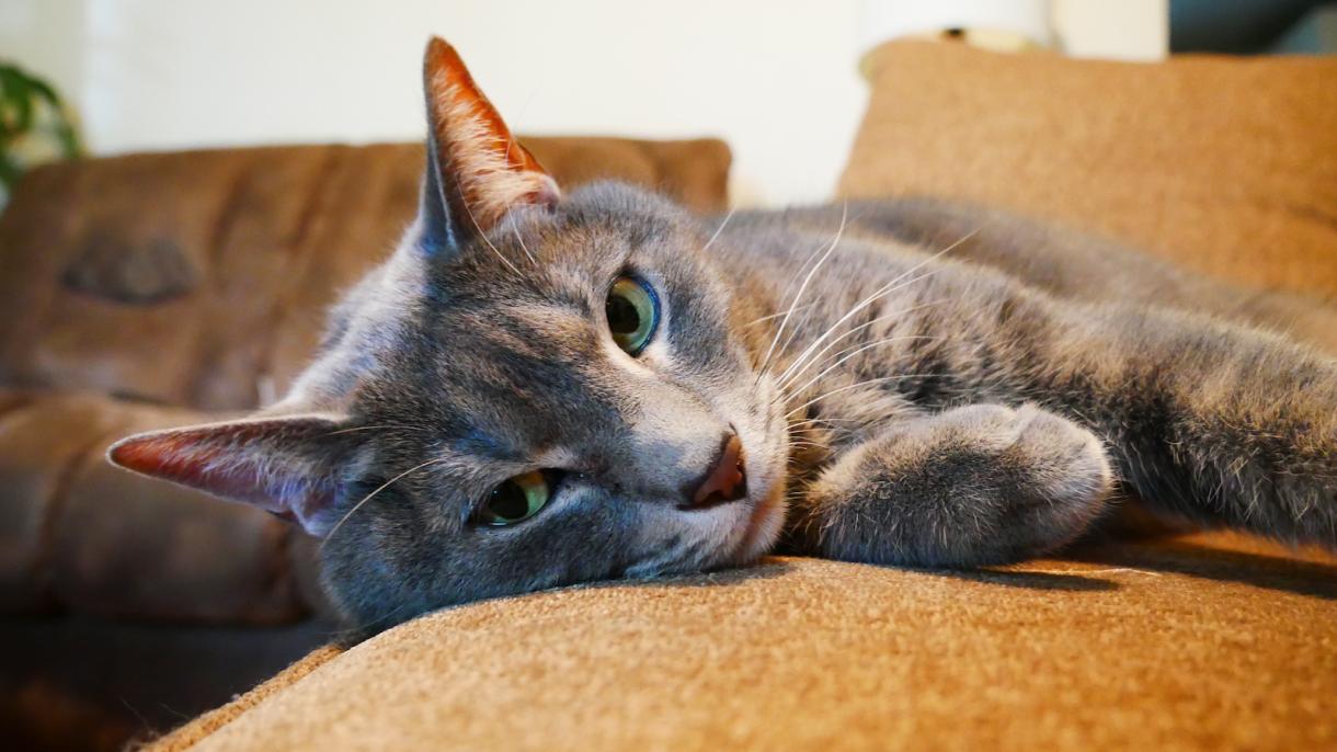 Grey cat laying on a brown couch looking lazy and content
