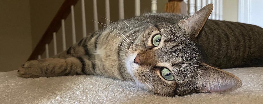 Brown tabby cat with green eyes laying on the carpet