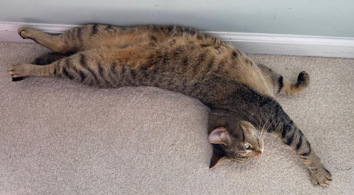 Brown tabby cat stretching upside down on the carpet