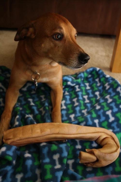 Brown puppy with black nose, sitting on a blanket with a giant rawhide candy cane