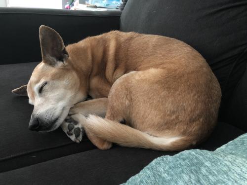 A brown Carolina Dog curled up in a ball to take a nap