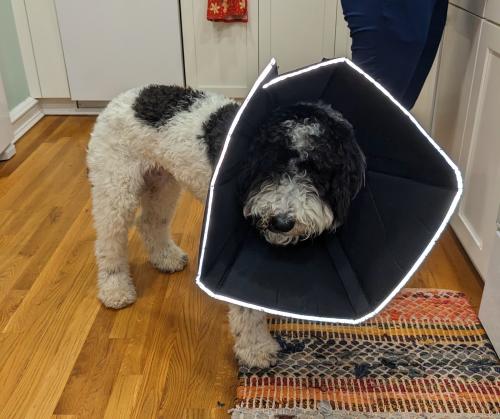 White & black goldendoodle dog wearing "the cone of shame" around his neck