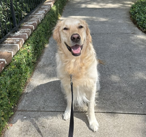 A Golden Retriever sitting on a sidewalk next to a landscaped fence