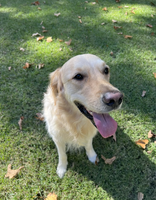 Cute Golden Retriever sitting on the grass with his tongue hanging out