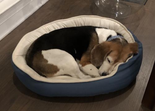 Patch the Beagle curled up in her dog bed