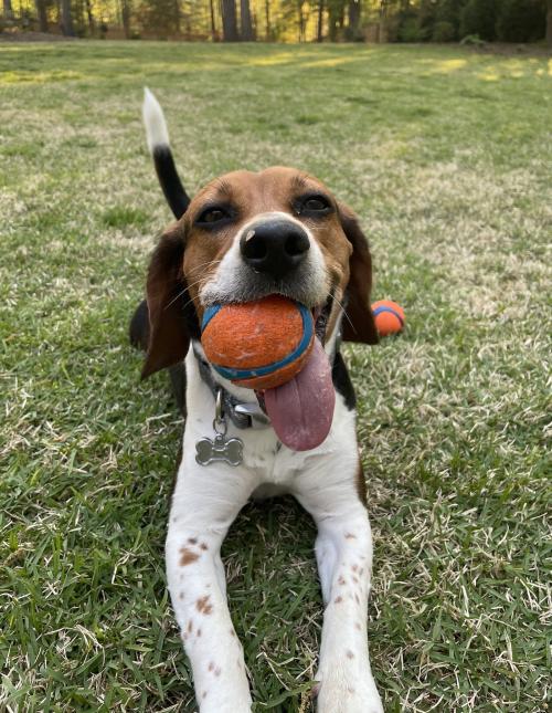 Piper the Beagle looking very happy with a tennis ball in her mouth