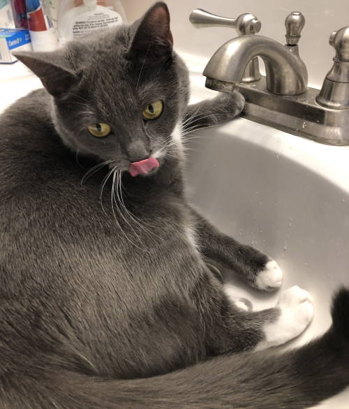 Russian Blue cat sitting in a bathroom sink