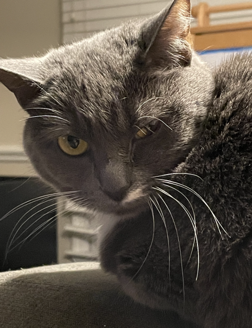 A sinister-looking cat giving you the stink eye