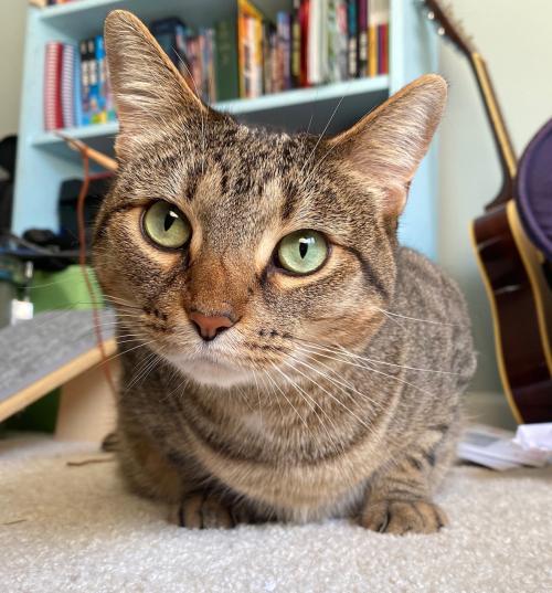 Brown tabby cat with green eyes looking into the camera