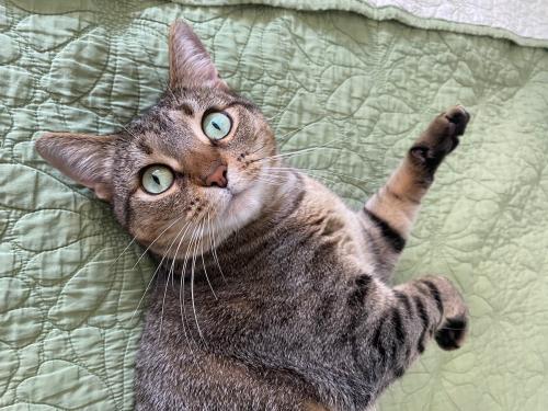 Brown tabby cat laying on a green blanket