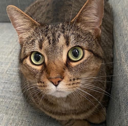 Brown tabby cat with big beautiful green eyes